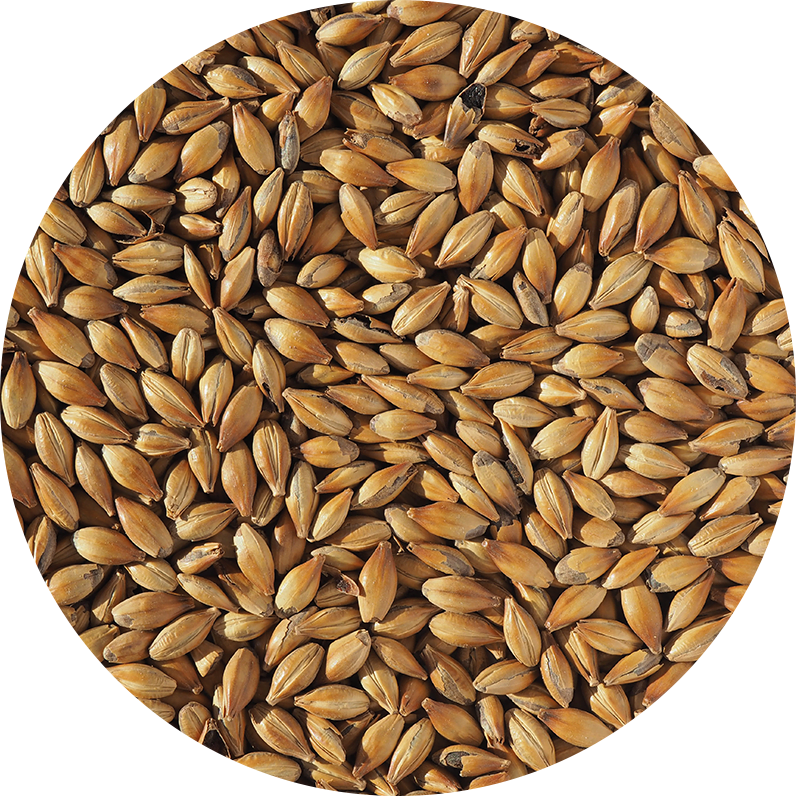 Malt-Single_Medium-Crystal-240-Malt-796-x-796.png