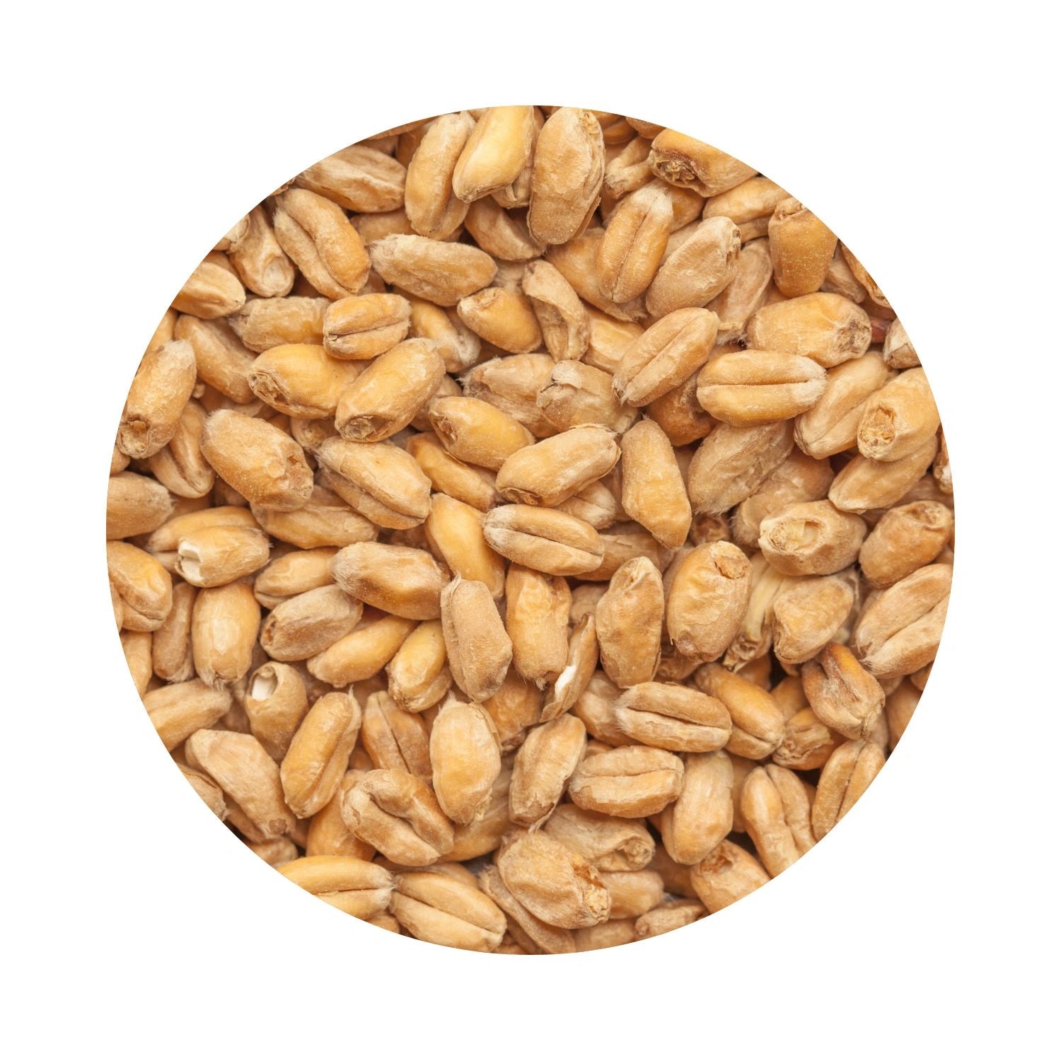 Heidelberg Malt 100g