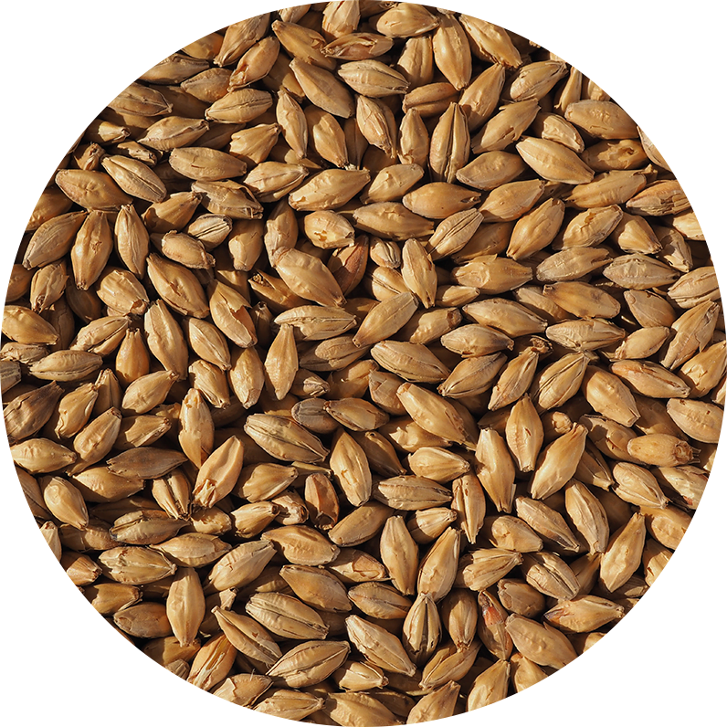 Malt-Single_Light-Munich-Malt-796-x-796.png