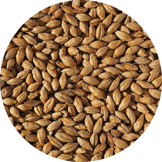 Malt-Single_Light-Munich-Malt-796-x-796.png
